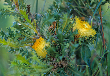 APII jpeg image of Banksia armata  © contact APII