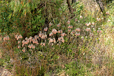 APII jpeg image of Cotyledon orbiculata  © contact APII