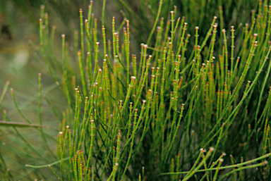 APII jpeg image of Allocasuarina lehmanniana  © contact APII