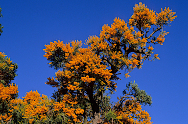 APII jpeg image of Nuytsia floribunda  © contact APII