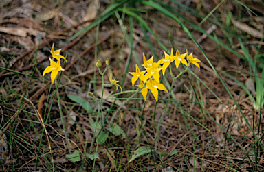 APII jpeg image of Caladenia flava  © contact APII