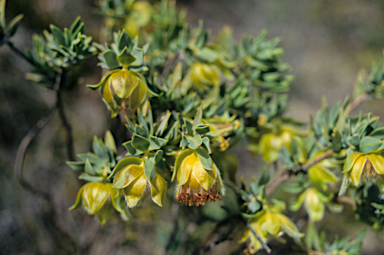 APII jpeg image of Pimelea sulphurea  © contact APII