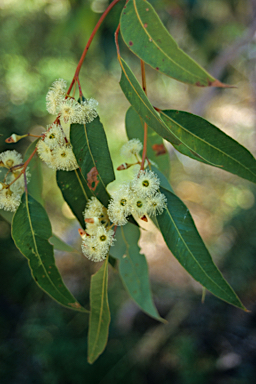 APII jpeg image of Eucalyptus marginata  © contact APII