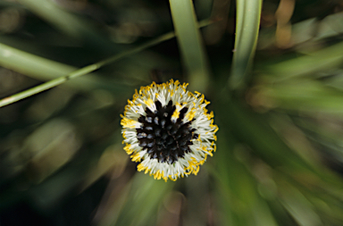 APII jpeg image of Dasypogon hookeri  © contact APII