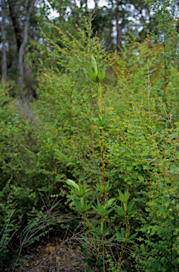 APII jpeg image of Leucopogon verticillatus  © contact APII