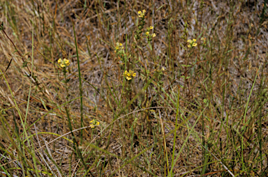 APII jpeg image of Euphrasia scabra  © contact APII