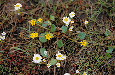 APII jpeg image of Liparophyllum capitatum  © contact APII