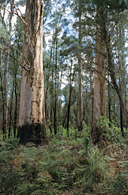 APII jpeg image of Eucalyptus diversicolor  © contact APII