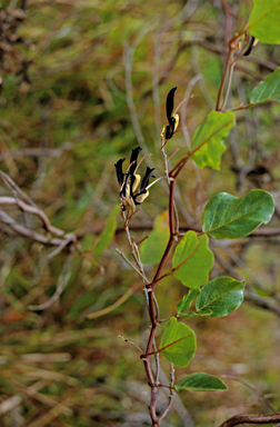 APII jpeg image of Kennedia nigricans  © contact APII