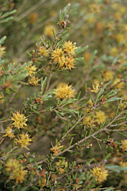 APII jpeg image of Callistemon citrinus  © contact APII