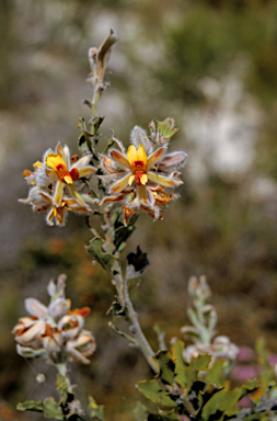 APII jpeg image of Jacksonia floribunda  © contact APII