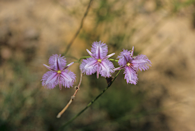 APII jpeg image of Thysanotus arenarius  © contact APII