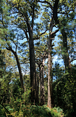 APII jpeg image of Eucalyptus guilfoylei  © contact APII