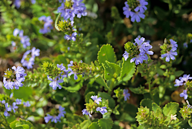 APII jpeg image of Scaevola crassifolia  © contact APII