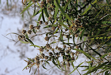 APII jpeg image of Agonis flexuosa  © contact APII