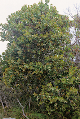 APII jpeg image of Hakea elliptica  © contact APII