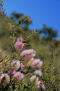 APII jpeg image of Melaleuca striata  © contact APII