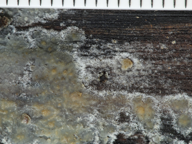 APII jpeg image of Radulomyces confluens  © contact APII