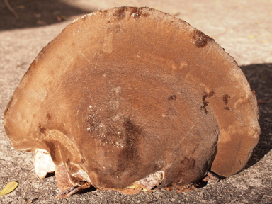 APII jpeg image of Pseudoinonotus chondromyelus  © contact APII