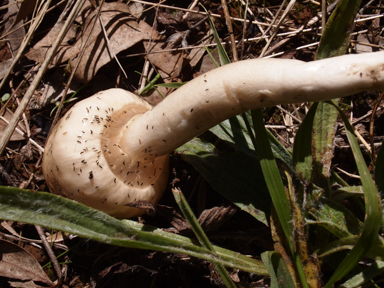 APII jpeg image of Limacella pitereka  © contact APII