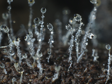 APII jpeg image of Pilobolus crystallinus  © contact APII