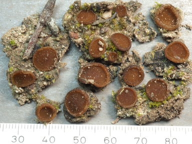 APII jpeg image of Aleurina ferruginea  © contact APII