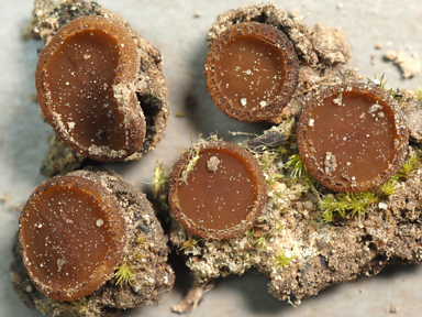 APII jpeg image of Aleurina ferruginea  © contact APII