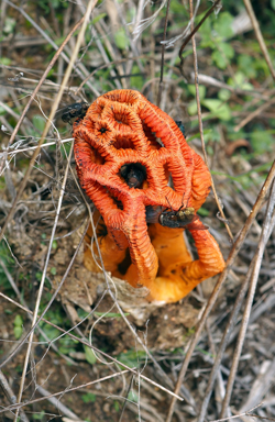 APII jpeg image of Colus hirudinosus  © contact APII