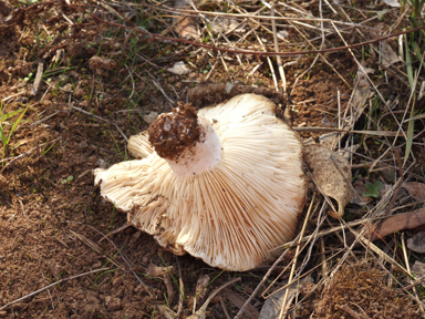 APII jpeg image of Russula erumpens  © contact APII