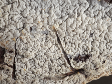 APII jpeg image of Ceraceomyces serpens  © contact APII