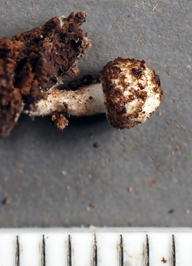 APII jpeg image of Lepiota sp.  © contact APII