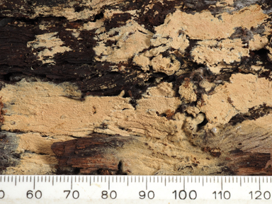 APII jpeg image of Xylodon australis  © contact APII