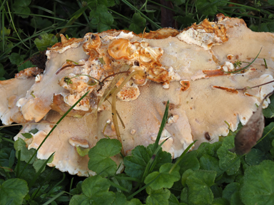 APII jpeg image of Rigidoporus laetus  © contact APII