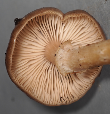 APII jpeg image of Armillaria novae-zelandiae  © contact APII
