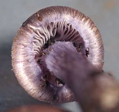 APII jpeg image of Inocybe violaceocaulis  © contact APII