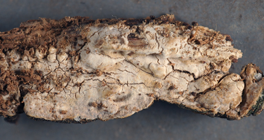 APII jpeg image of Asterostroma cervicolor  © contact APII