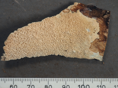 APII jpeg image of Xylodon paradoxus  © contact APII