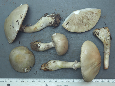 APII jpeg image of Leucoagaricus leucothites  © contact APII