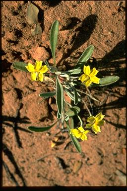 APII jpeg image of Goodenia sp. affinis  © contact APII