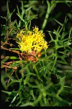 APII jpeg image of Isopogon ceratophyllus  © contact APII