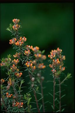 APII jpeg image of Pultenaea dentata  © contact APII