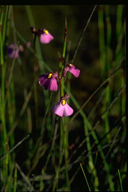 APII jpeg image of Utricularia dichotoma  © contact APII