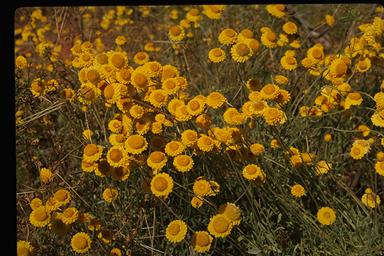 APII jpeg image of Leucochrysum molle  © contact APII