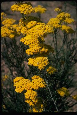 APII jpeg image of Ozothamnus diotophyllus  © contact APII