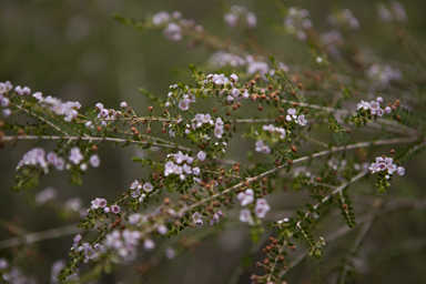 APII jpeg image of Thryptomene saxicola  © contact APII