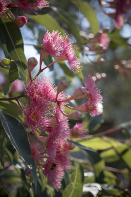 APII jpeg image of Corymbia 'Summer Beauty'  © contact APII