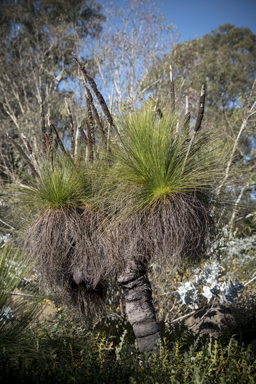 APII jpeg image of Xanthorrhoea johnsonii  © contact APII