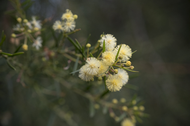 APII jpeg image of Acacia trinervata  © contact APII