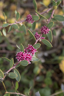 APII jpeg image of Hakea 'Burrendong Beauty'  © contact APII