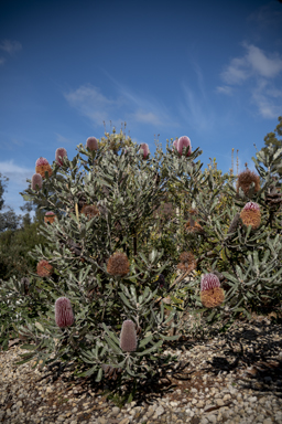 APII jpeg image of Banksia menziesii  © contact APII